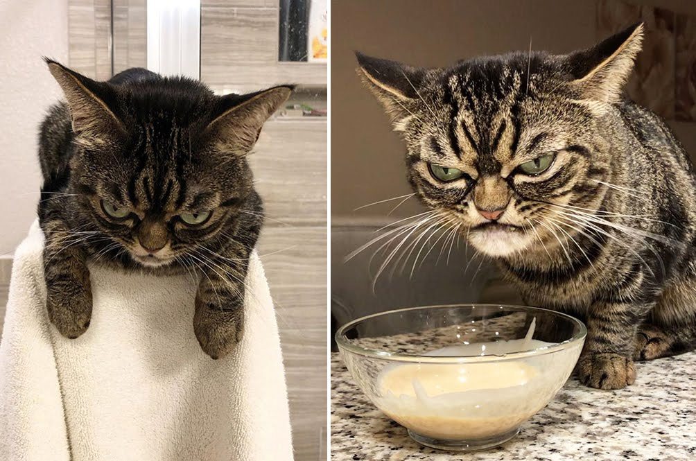 Angry Kitzia, the new Grumpy Cat - meme
