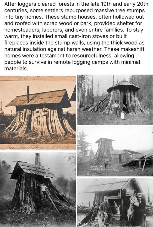 Massive tree stumps into tiny homes - meme