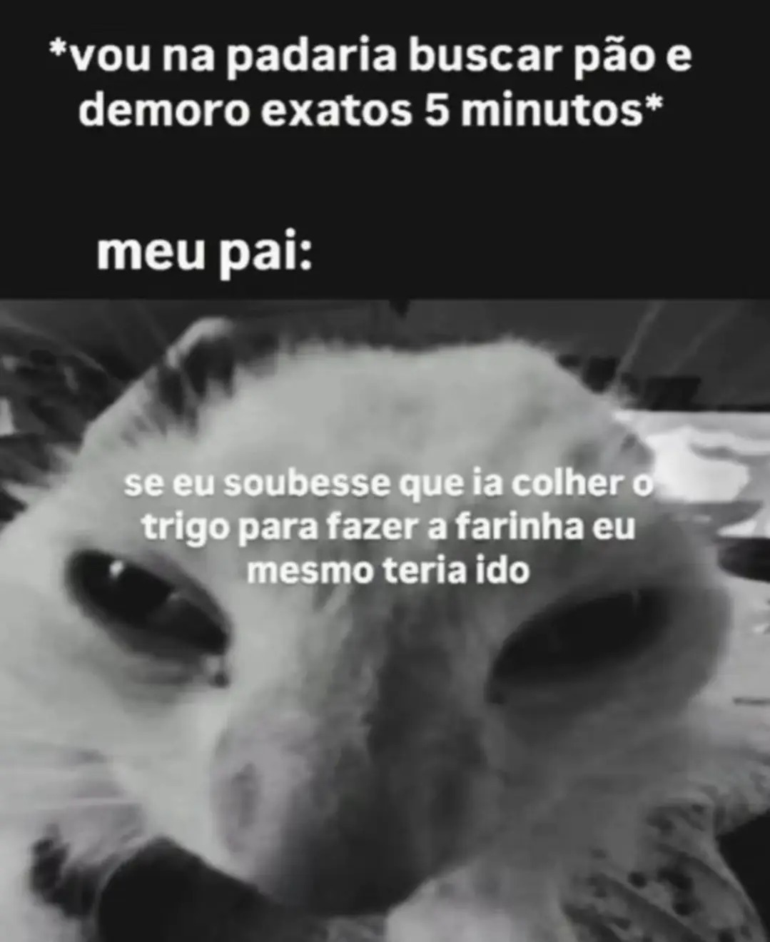 Senhor Tério - meme