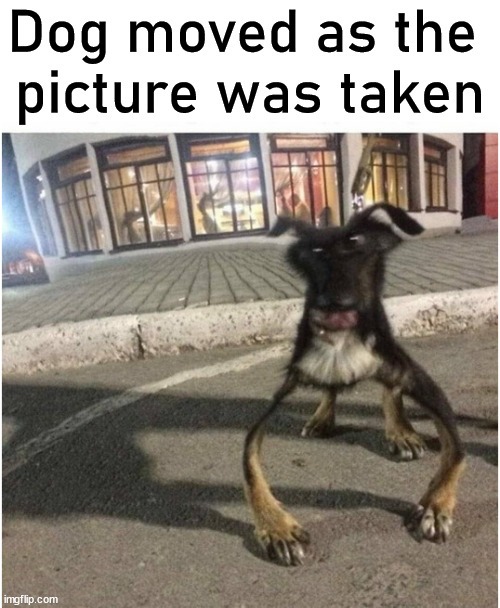 Dog moved while the picture was being taken - meme