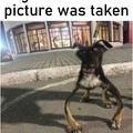 Dog moved while the picture was being taken