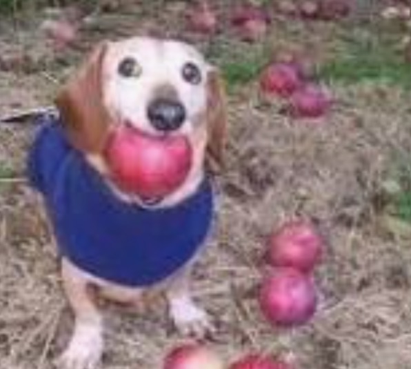putos de mierda ojala que este perro les penetre y les deje un hueco brutal en su culo - meme