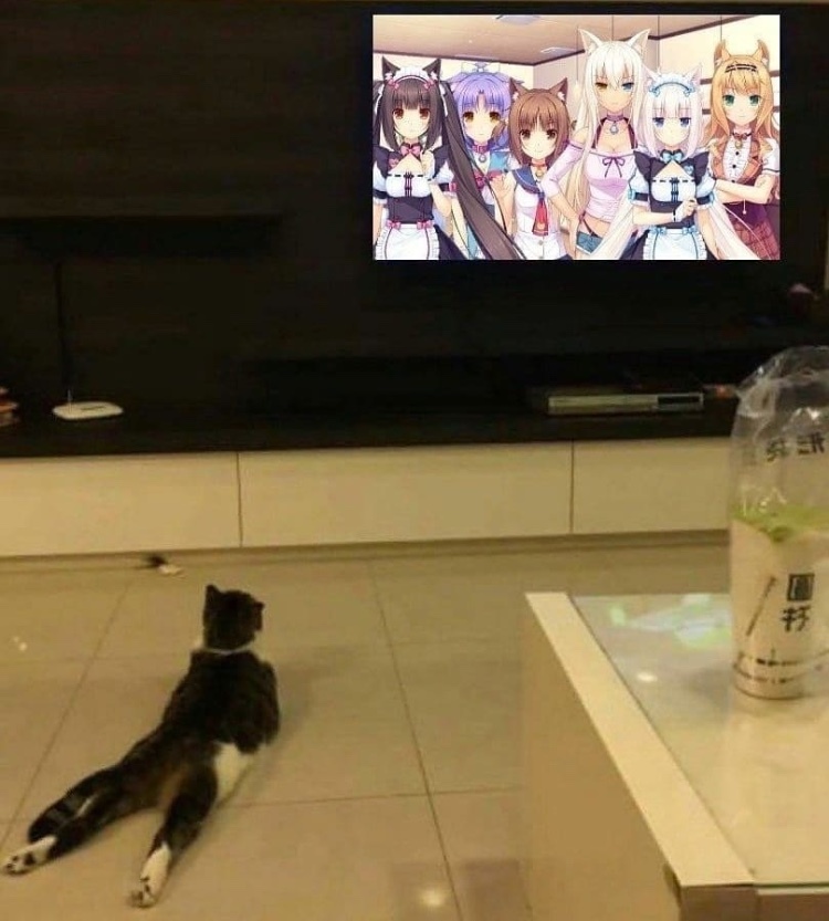 cat likes to watch cat girls - meme