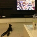 cat likes to watch cat girls