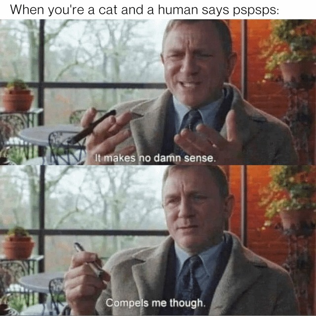 When you're a cat meme