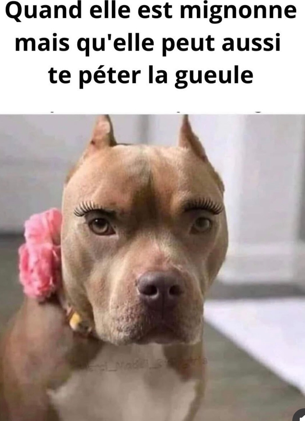 Elle est trop mignonne… et trop capable de t’exploser la mâchoire - meme