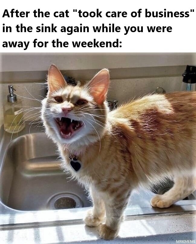 Evil Little Cat Bastard - meme