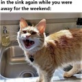 Evil Little Cat Bastard