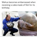 Walrus birthday meme