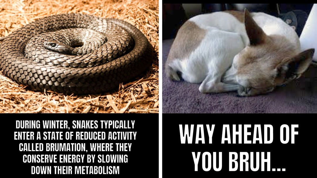 Winter prep - meme