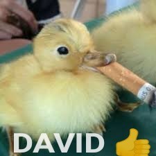 DAVID  - meme