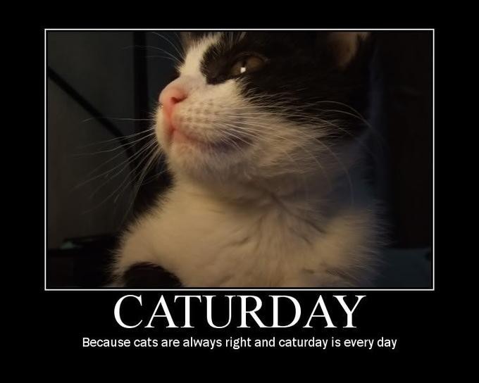 Cats are always right - meme