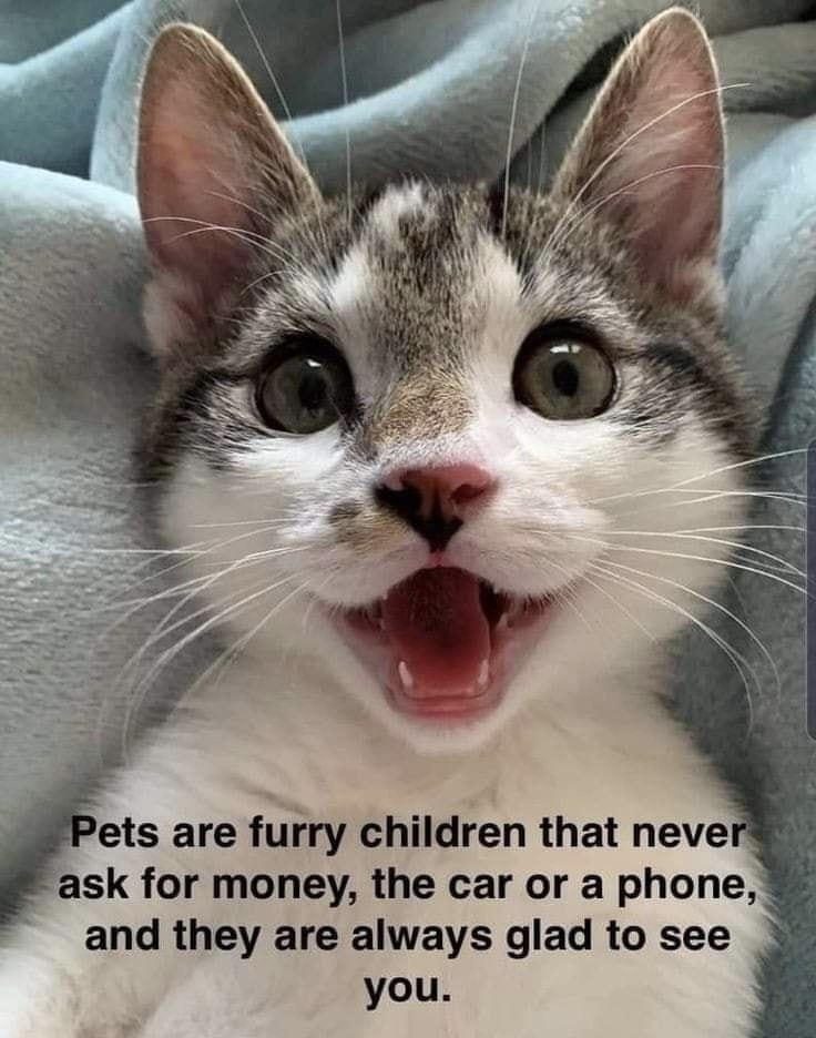 Pets are always happy to see you but not kids - meme