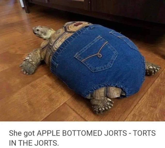 tortoise with jeans - meme