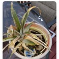 Hope this is Aloe(d)