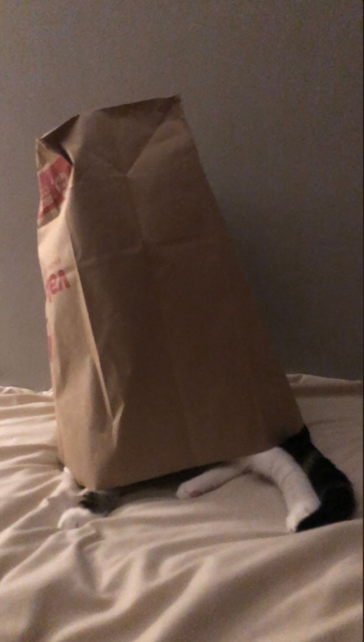 Bag Cat - meme