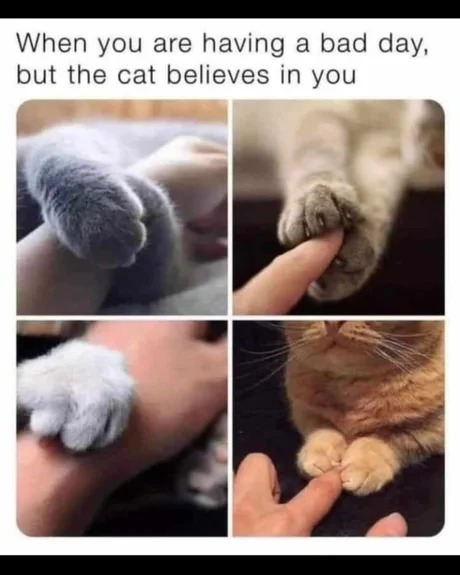 The cat believes in you - meme