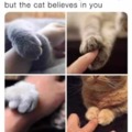 The cat believes in you