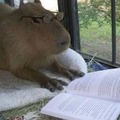 Capybara mode
