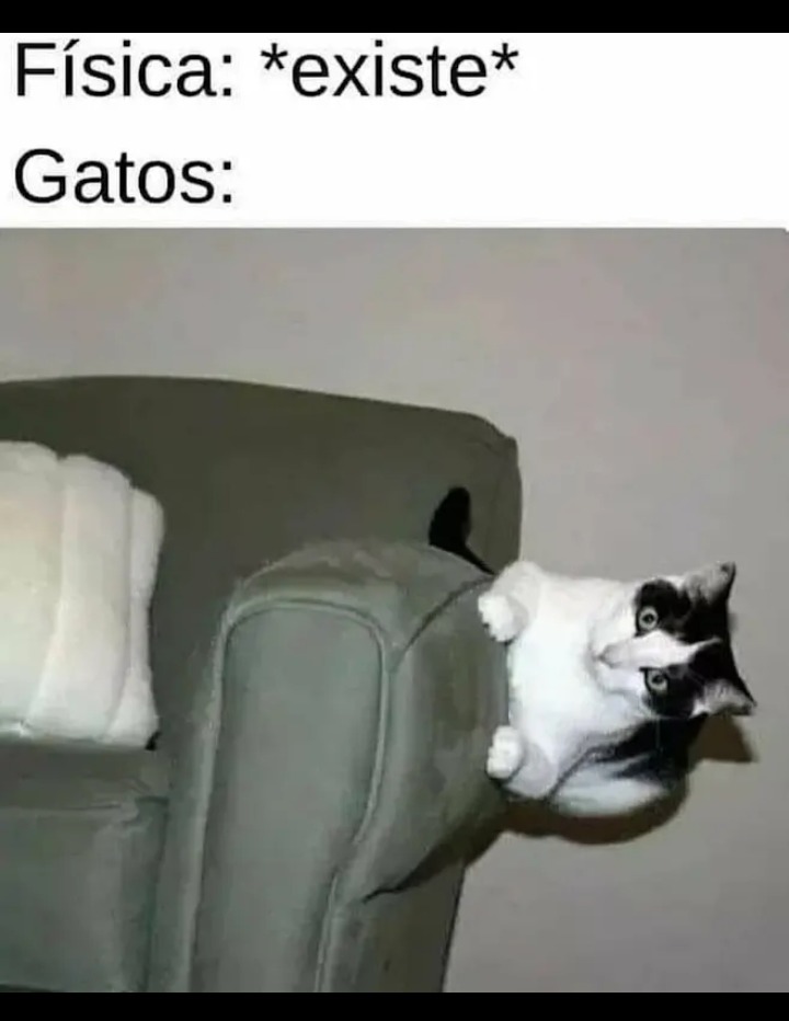 Gato :Fuckyeah: - meme