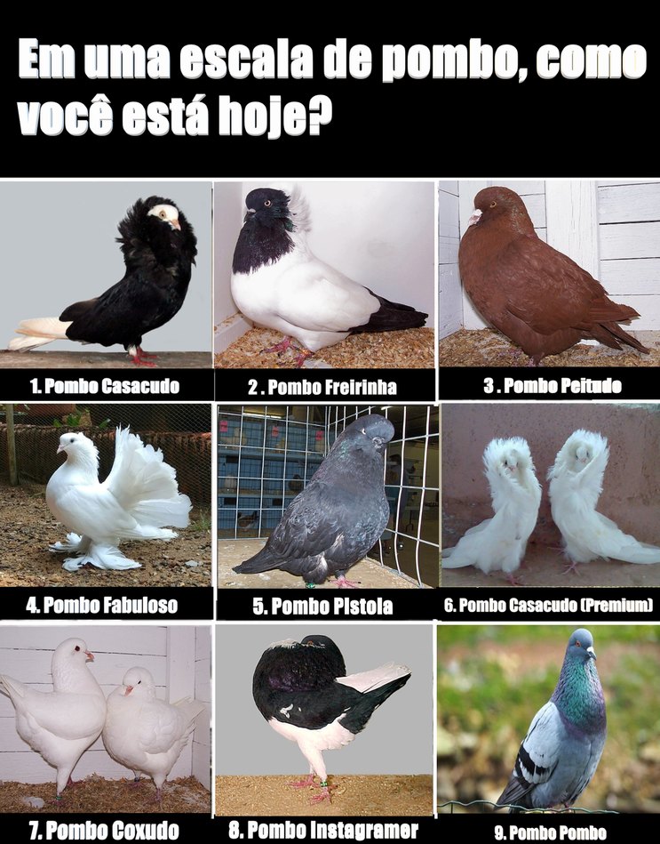 Existe mais raça de pombo do que saldo na minha conta - meme
