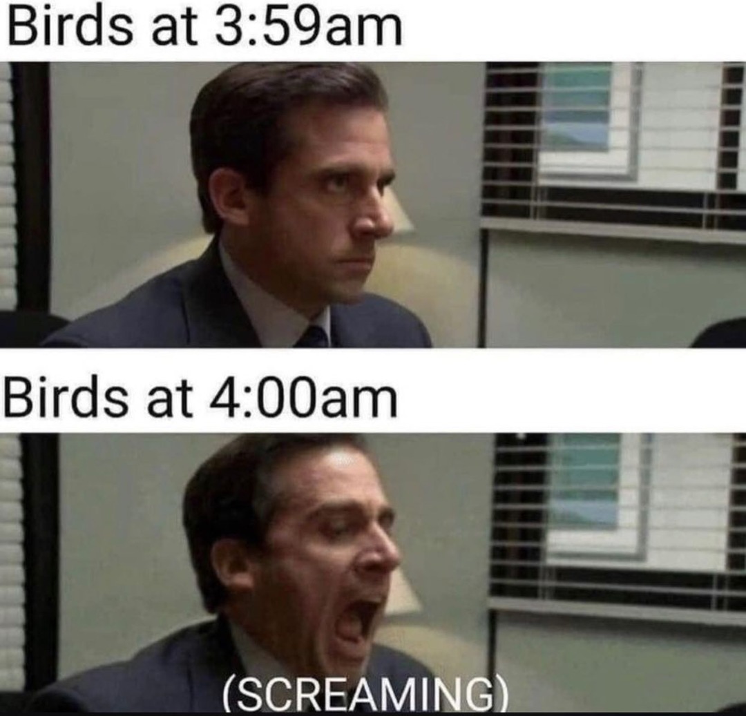Birds - meme