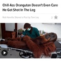 Thats 1 Smooth Orangutan