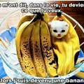 Le chat devient une banane