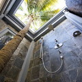 Palm tree in shower