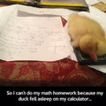 Good excuse not to do your homework