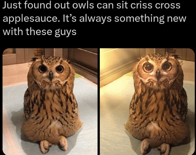 Cute owl sitting - meme