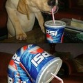 Pepsi Doggo