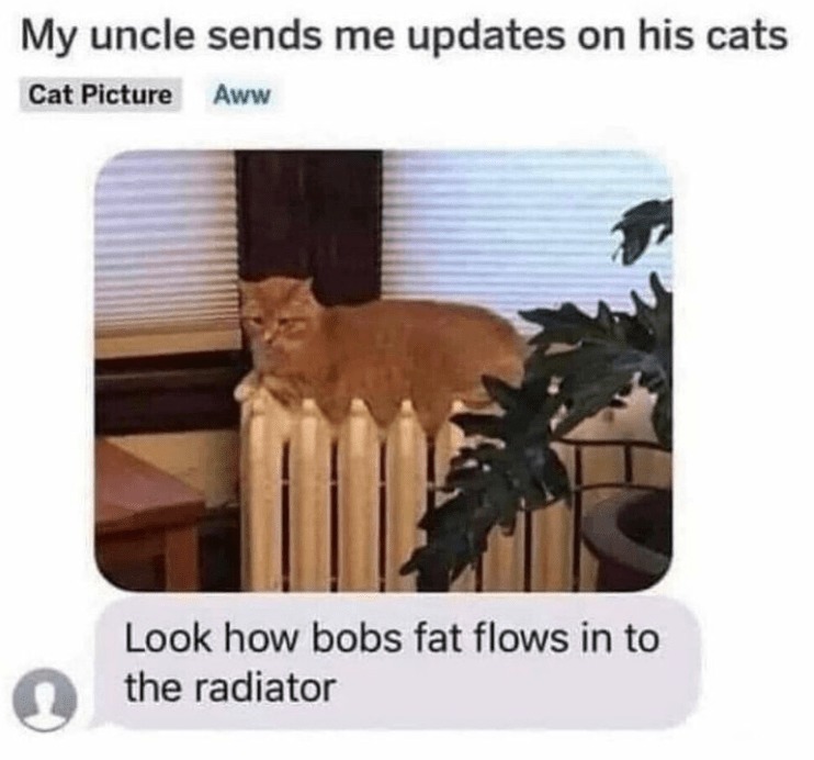 Cat update - meme