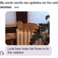 Cat update