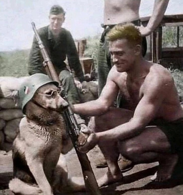 Perro militar - meme