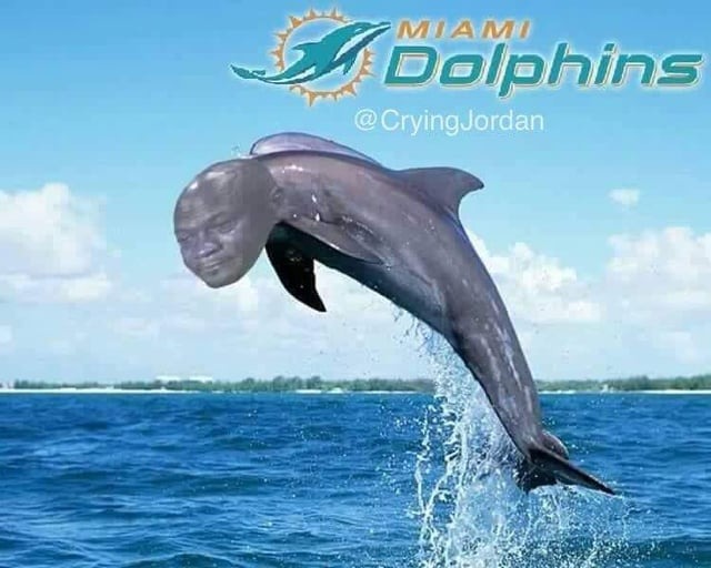 Miami Dolphis crying rn - meme