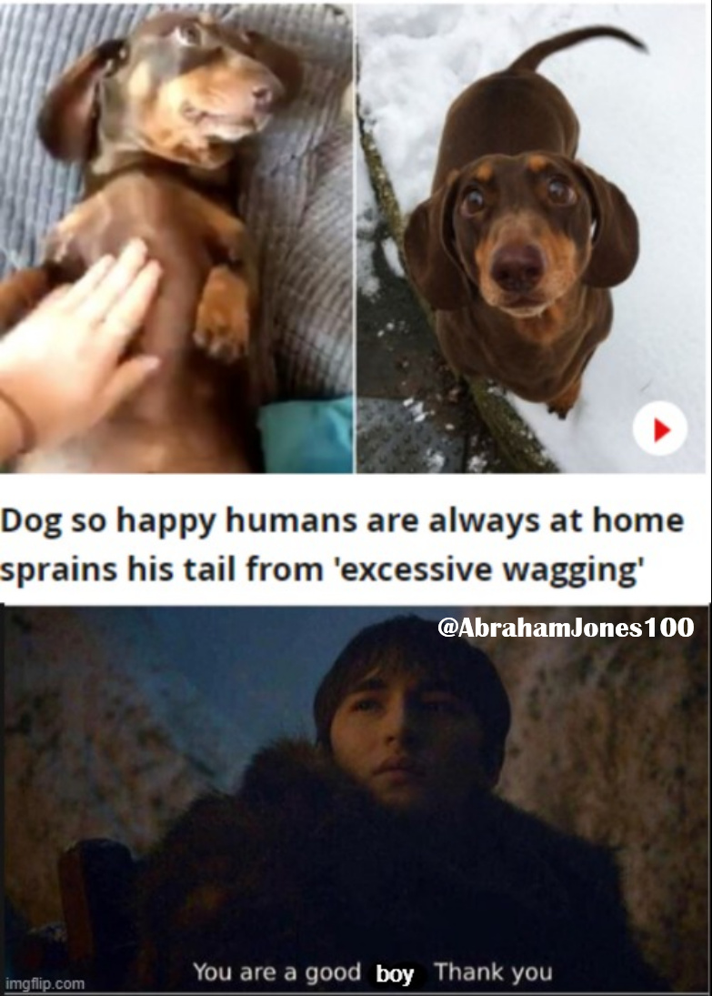 That dog really loves its owners, what a good boy. - meme