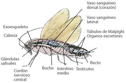 anatomía de una cucaracha - meme