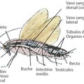 anatomía de una cucaracha