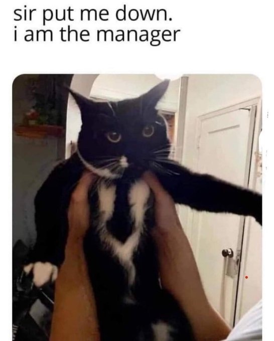 boss pussy - meme