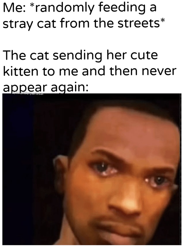 Stray cat memes