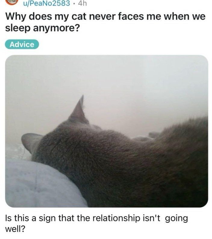 My cat won't face me and I think we're breaking up - meme