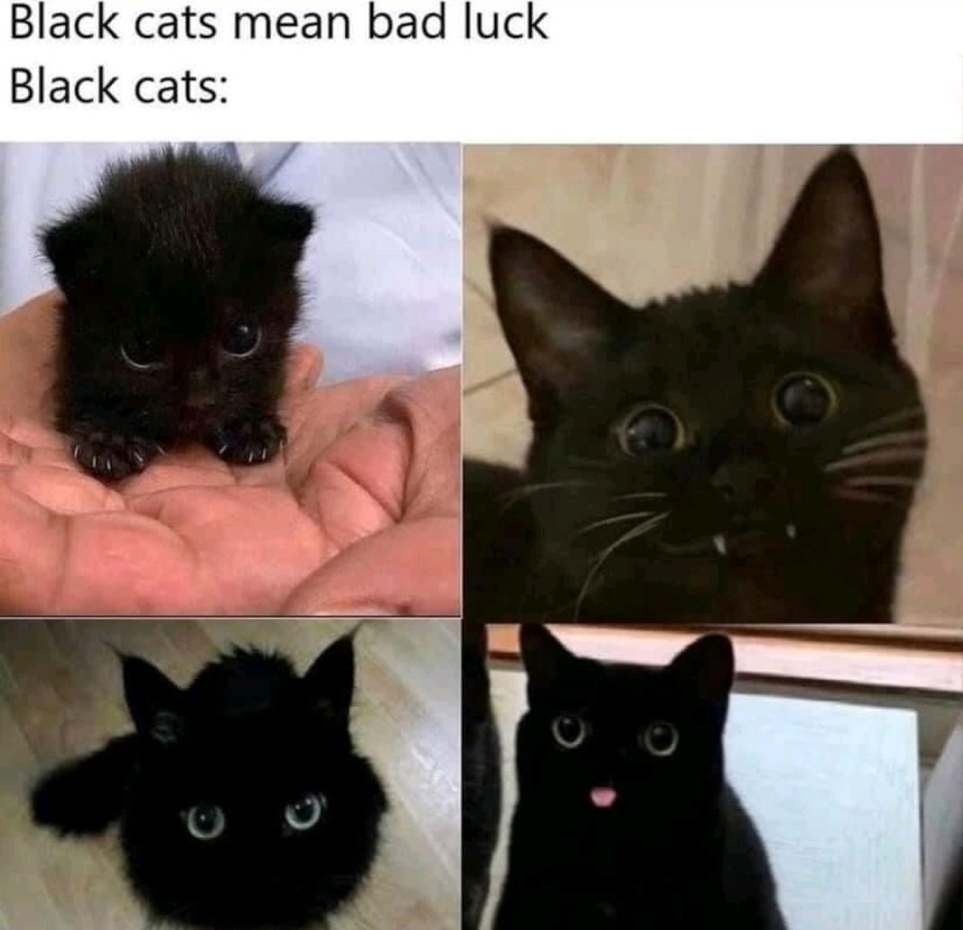 Almost Halloween...Be nice to black kitties... - meme