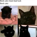 Almost Halloween...Be nice to black kitties...