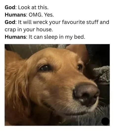 God: This thing is chaos. Humans: Let it sleep in my bed - meme