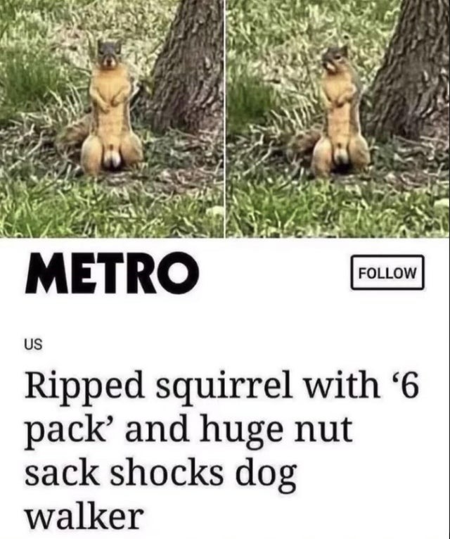 smegma squirrel - meme