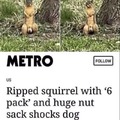 smegma squirrel