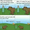 Damn bears
