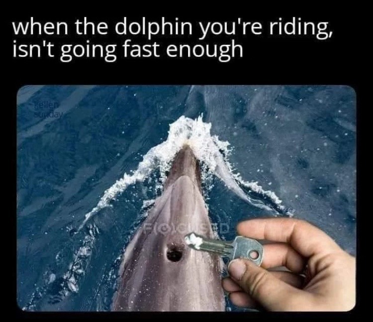 Great, now the dolphin is talking about starting a business - meme