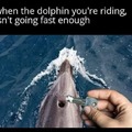 Great, now the dolphin is talking about starting a business